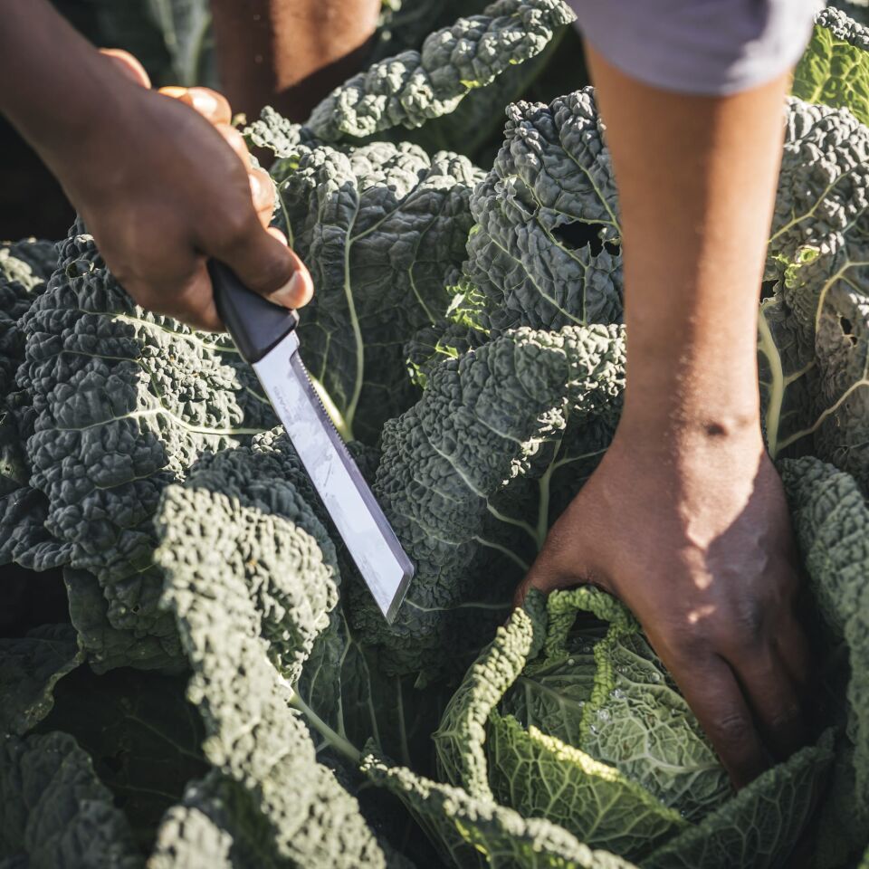 FISKARS K82 Hasat Bıcağı (1062830)